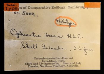 Media type: image;   Invertebrate Zoology OPH-5009 Description: Labels for this specimen included in the specimen tray.;  Aspect: labels